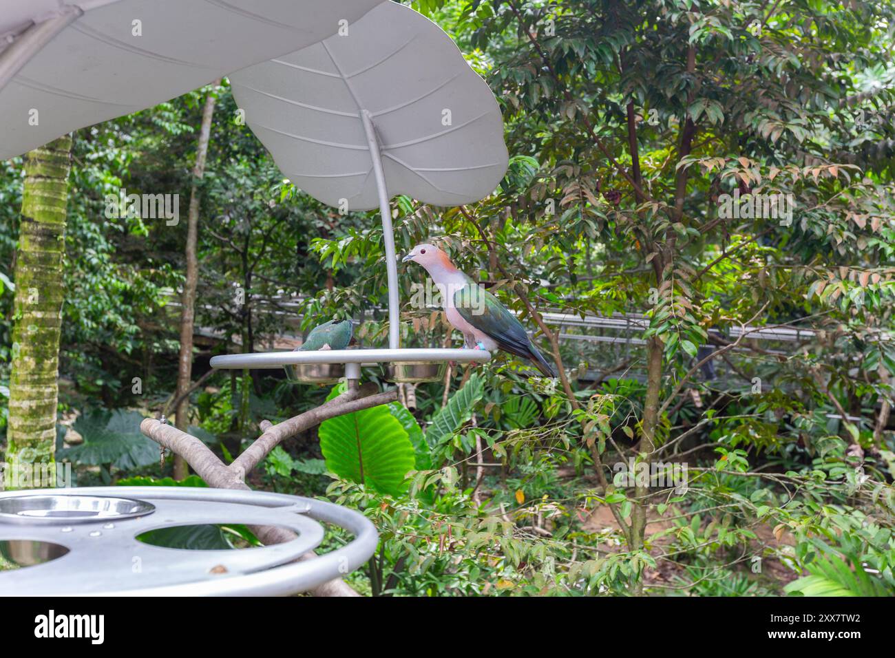 Un piccione Imperiale con panna di castagno in un punto di origine alimentare all'interno di uno spazio voliera. Bird Paradise, Singapore. Foto Stock