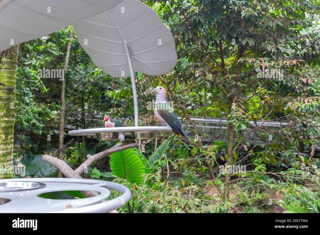 Piccione Imperiale con panna di castagne e colomba di frutta Jambu in un punto di approvvigionamento alimentare. Bird Paradise, Singapore. Foto Stock