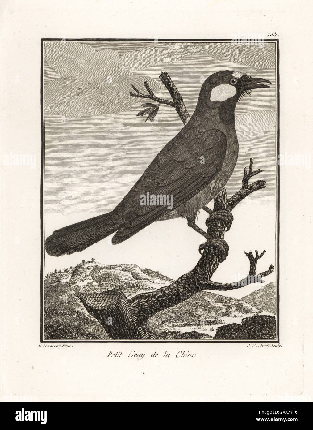 Gobbo nero, Pterorhinus chinensis. Originario di Cambogia, Cina, Laos, Myanmar, Thailandia e Vietnan. Petit geay de la Chine. Dryonastes chinensis. Incisione su lastra di J. J. Avril dopo un'illustrazione di Pierre Sonnerat dal suo Voyage aux Indes Orientales et à la Chine (viaggio nelle Indie Orientali e Cina, Dentu, Parigi, 1806. Foto Stock