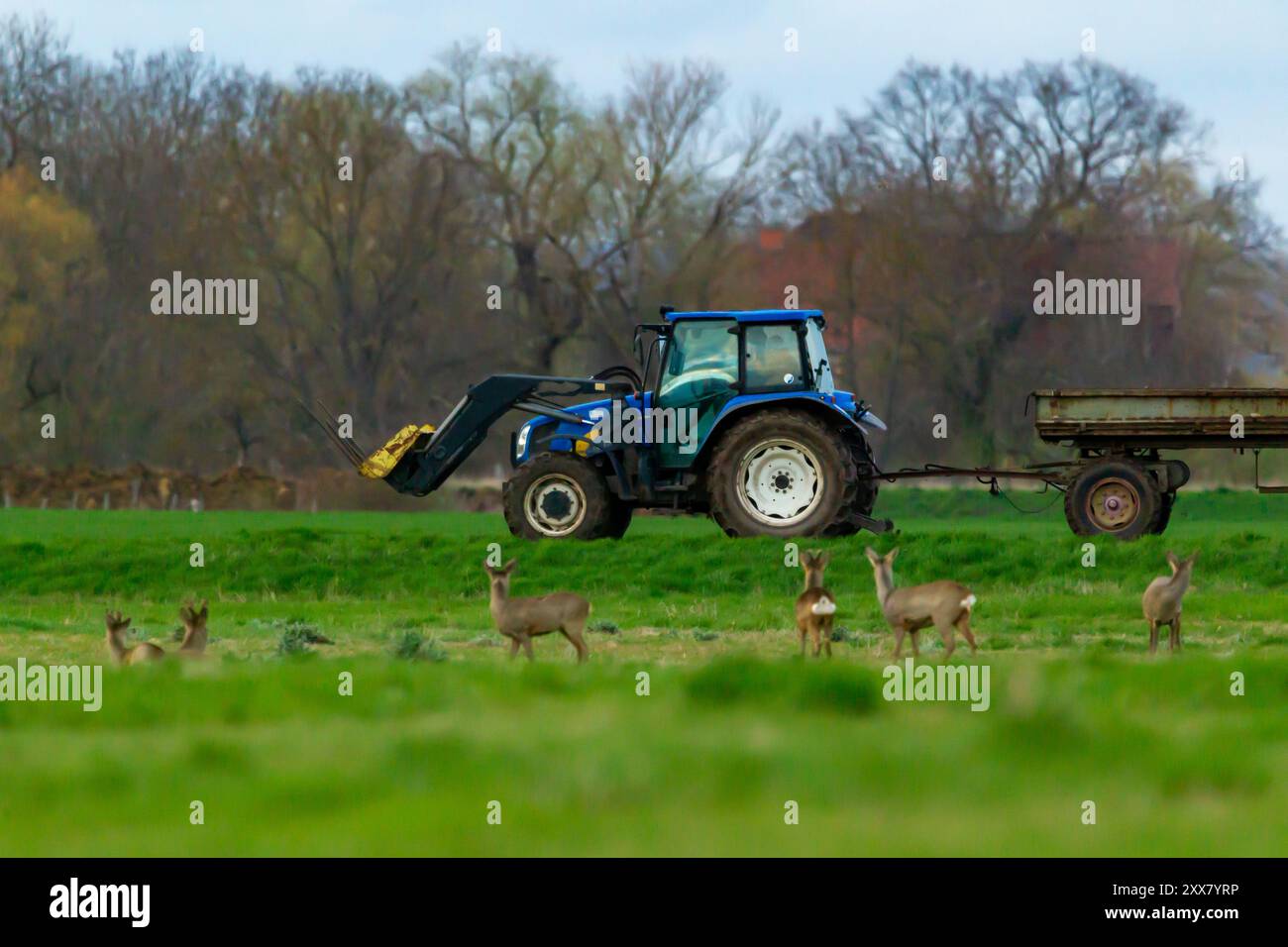 Tracktor con rimorchio sul bordo del campo con animali selvatici in primo piano Foto Stock