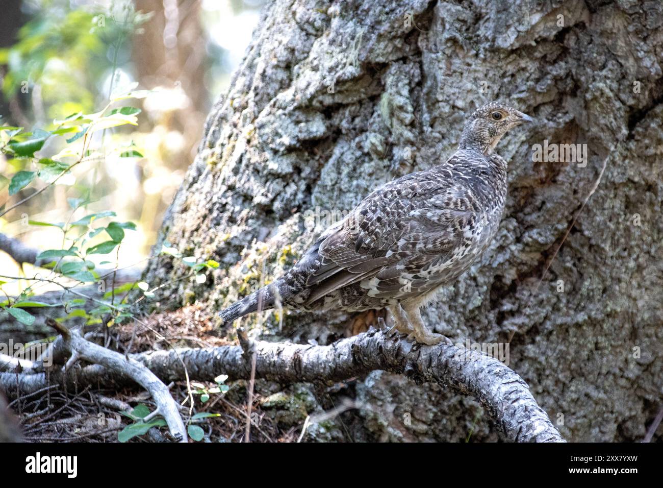 Grouse appollaiato su un ramo di albero in una foresta, che si fonde con lo sfondo Foto Stock