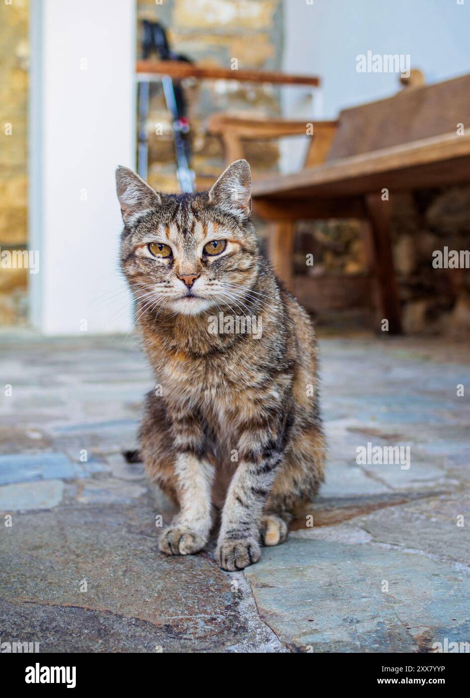 Primo piano di un gatto tabby dall'espressione mirata, seduto su un pavimento in pietra all'aperto. Foto Stock