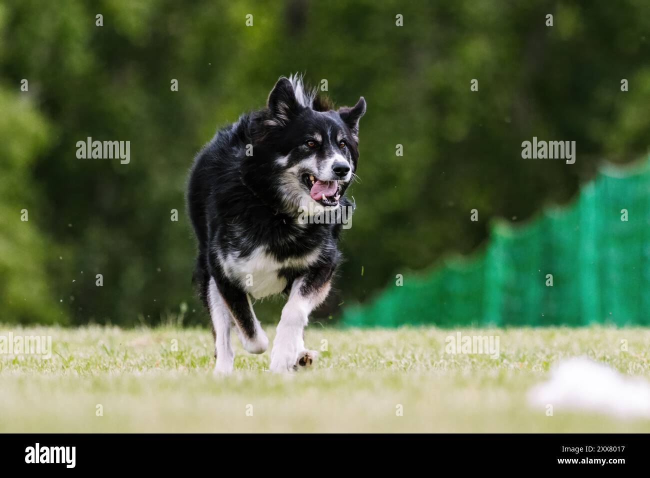 Husky Malamute misto razza Mutt Dog Running Lure Course Dog Sport Foto Stock