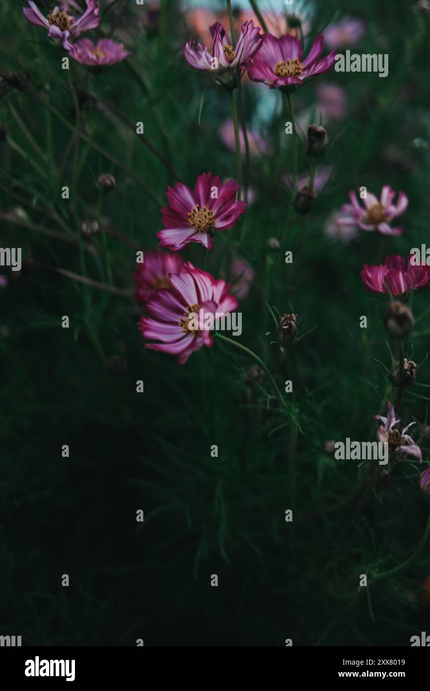 Fiori recisi in un giardino sul retro Foto Stock