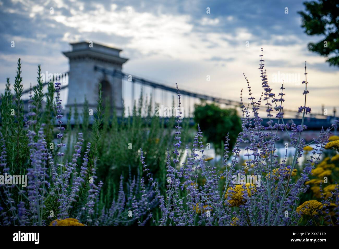 Lavanda e altri fiori con il Ponte delle catene sullo sfondo Foto Stock