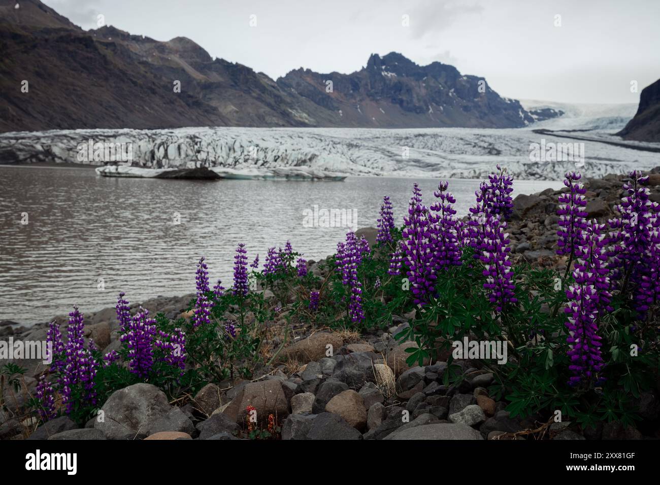 Grande campo con lupini sullo sfondo di un ghiacciaio in Islanda Foto Stock