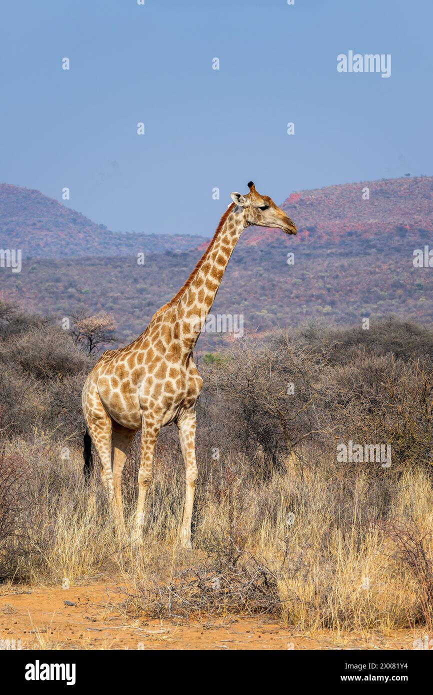Foto di una giraffa nella savana, fauna selvatica e safari in Namibia, Africa Foto Stock