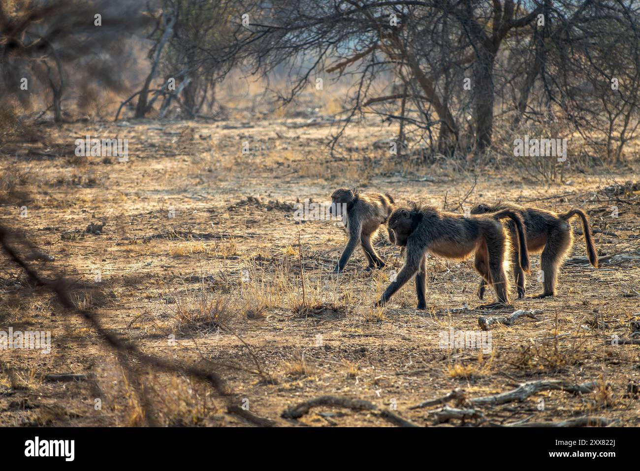 Foto di un gruppo di babbuini che camminano, fauna selvatica e safari in Namibia, Africa Foto Stock
