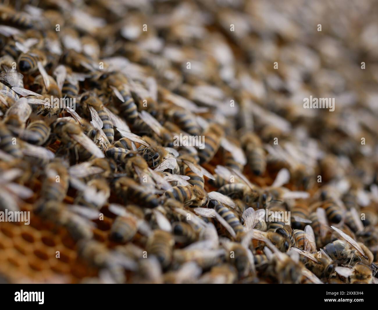 Un grande gruppo di api da miele seduto sul favo durante l'apicoltura Foto Stock