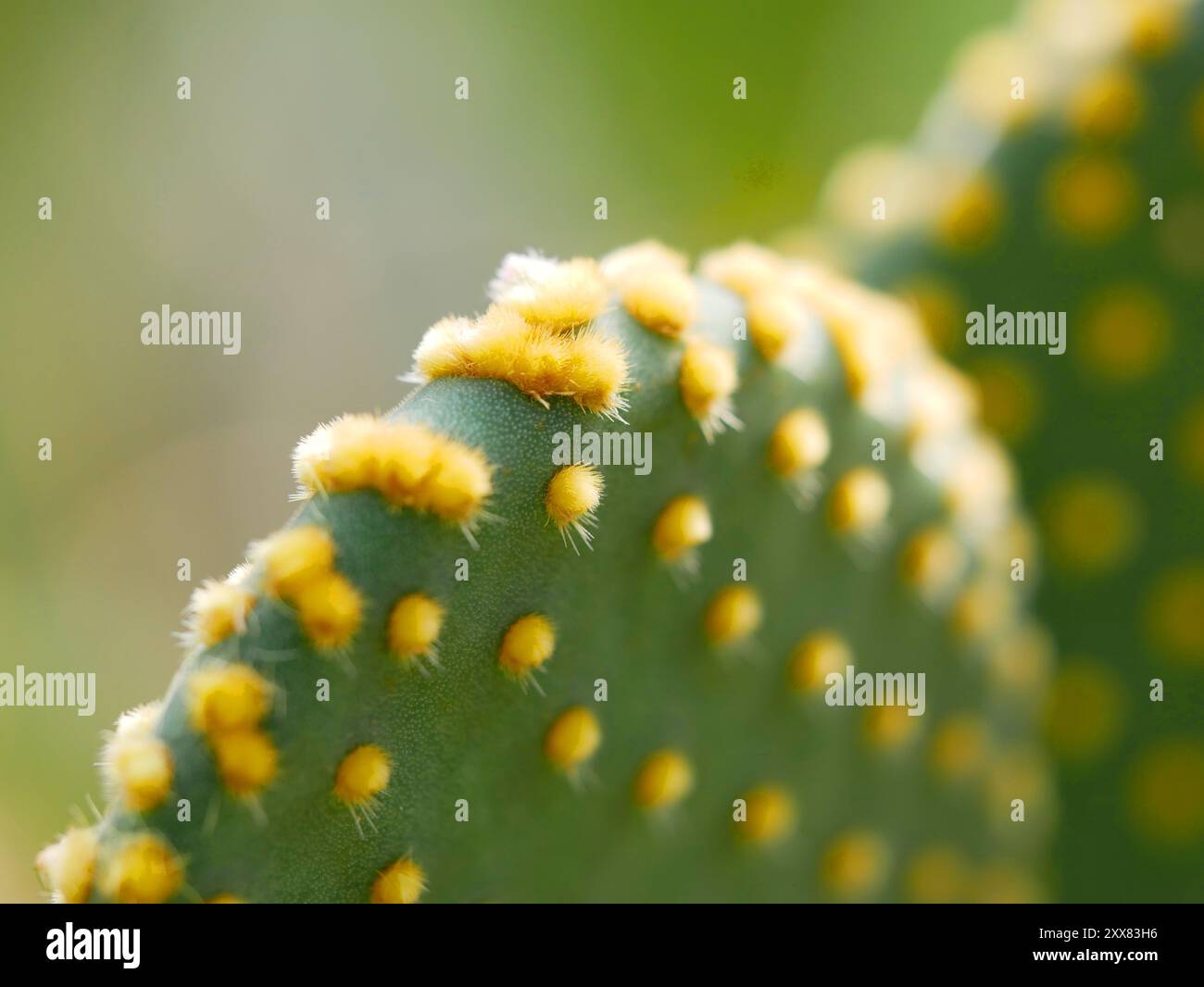 Cactus verde che conserva l'acqua con spine gialle per la massima protezione Foto Stock