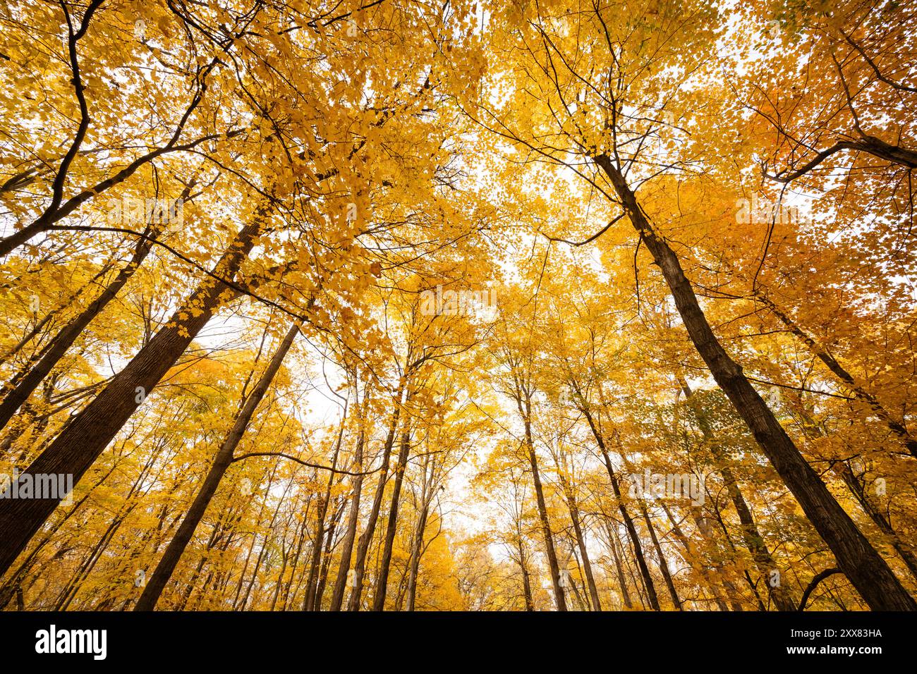 Foglie di colore giallo e arancione dell'autunno del Midwest che guardano in alto Foto Stock