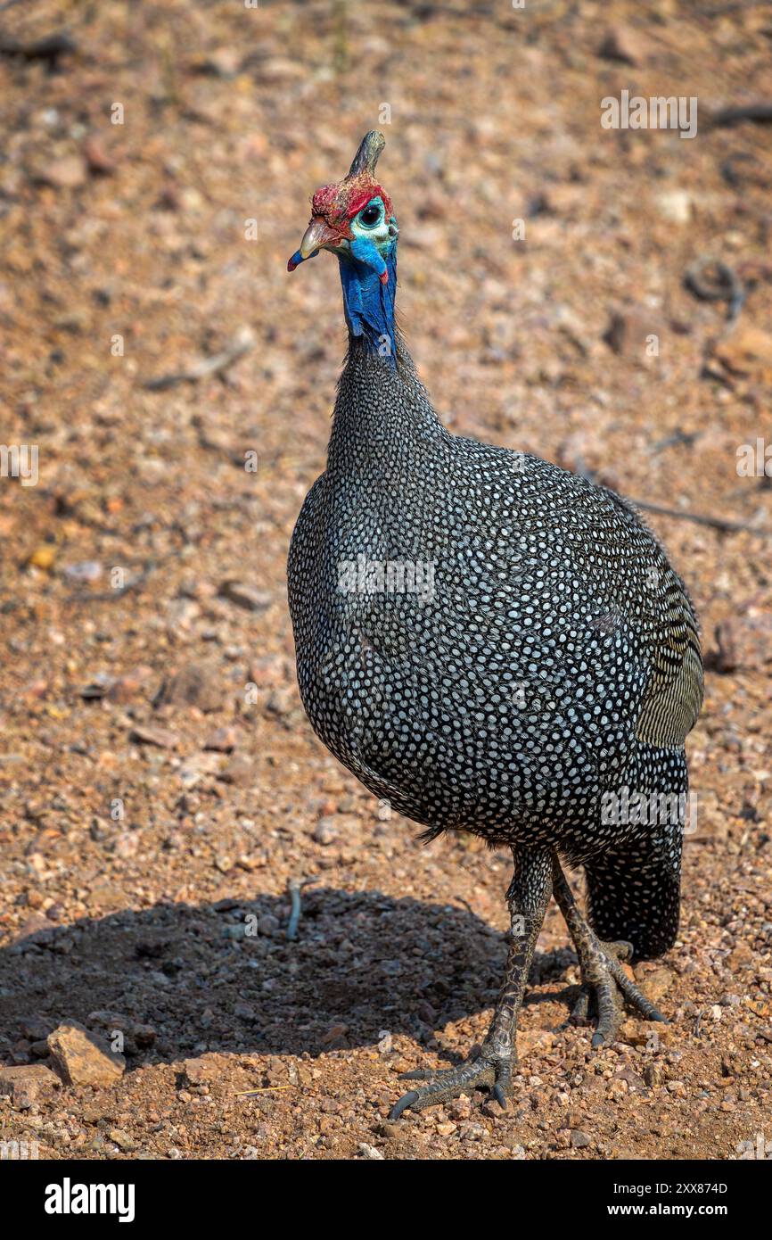 Foto ravvicinata di un Guineafowl selvaggio con casco in Namibia, Africa Foto Stock