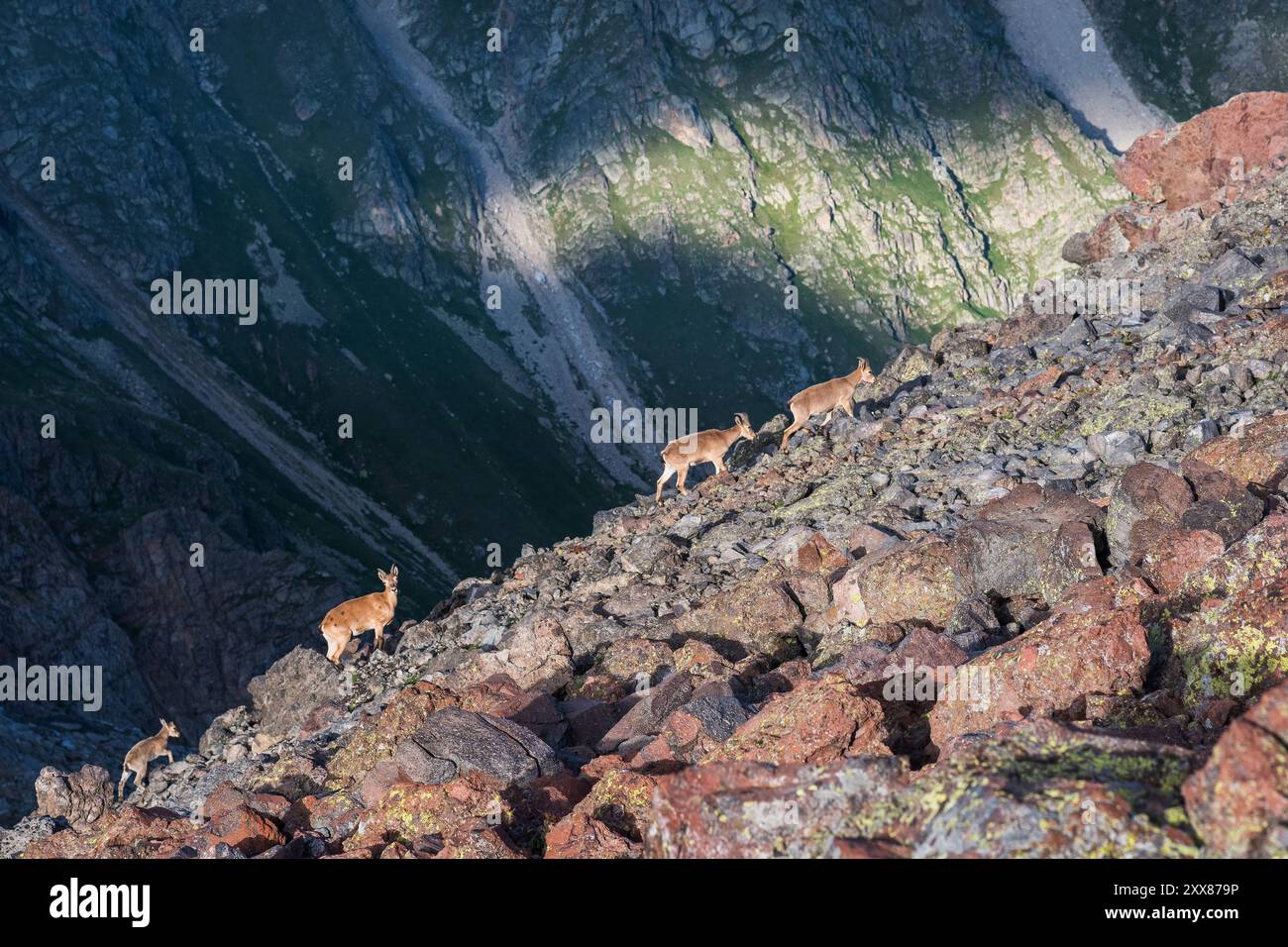 antilopi di capra selvaggia di montagna su un vaglio roccioso con un pendio di montagna sullo sfondo Foto Stock