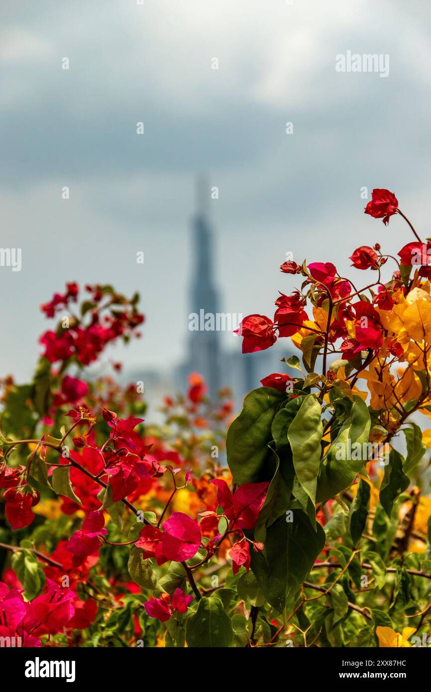 Scientificamente conosciuti come Bougainvillea, sono arbusti di arrampicata molto popolari in Vietnam a causa della loro resistenza al calore e della lunga fioritura. A ho chi min Foto Stock