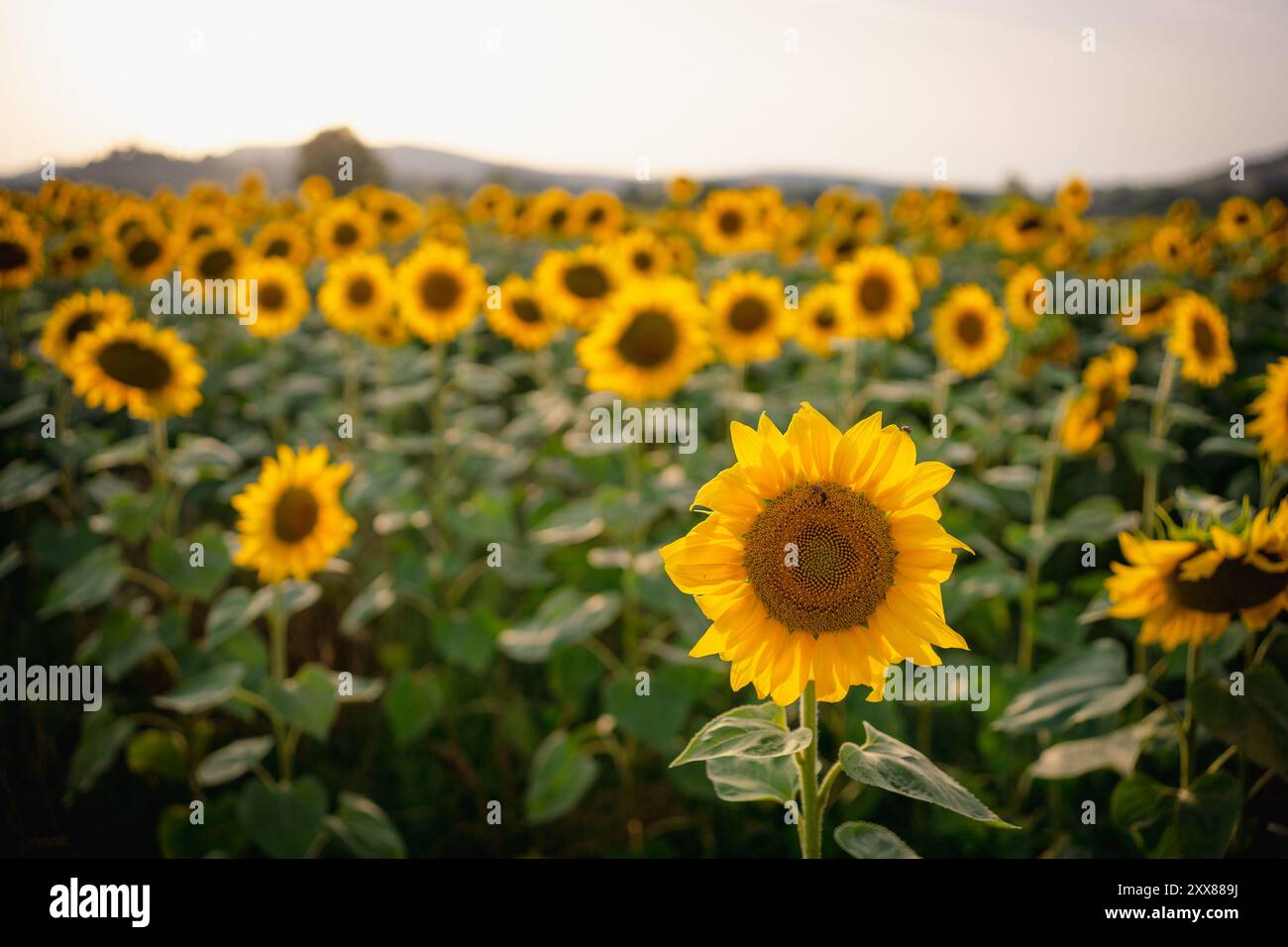 Primo piano di girasoli gialli in fiore nel campo di girasoli in fiore durante la stagione estiva al tramonto, prima della stagione del raccolto. Concetto di coltura di girasoli Foto Stock