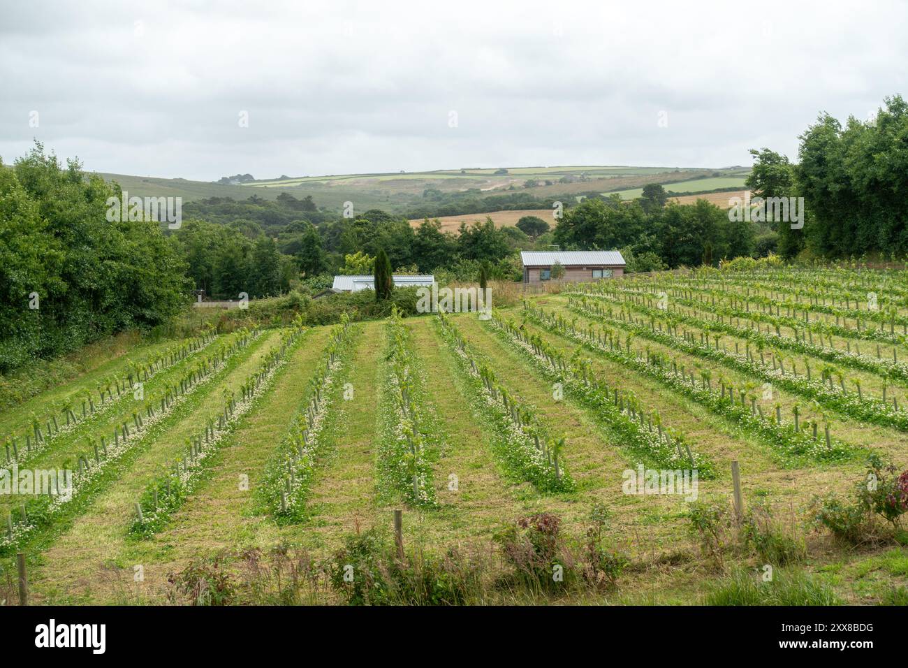 Trevibban Mill Vineyard, Padstow, Cornovaglia Foto Stock