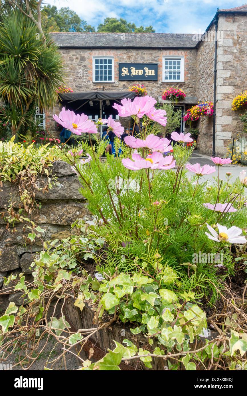 Vista del St Kew Inn in estate con fiori in piena fioritura nel villaggio di St Kew, Cornovaglia, Inghilterra Foto Stock
