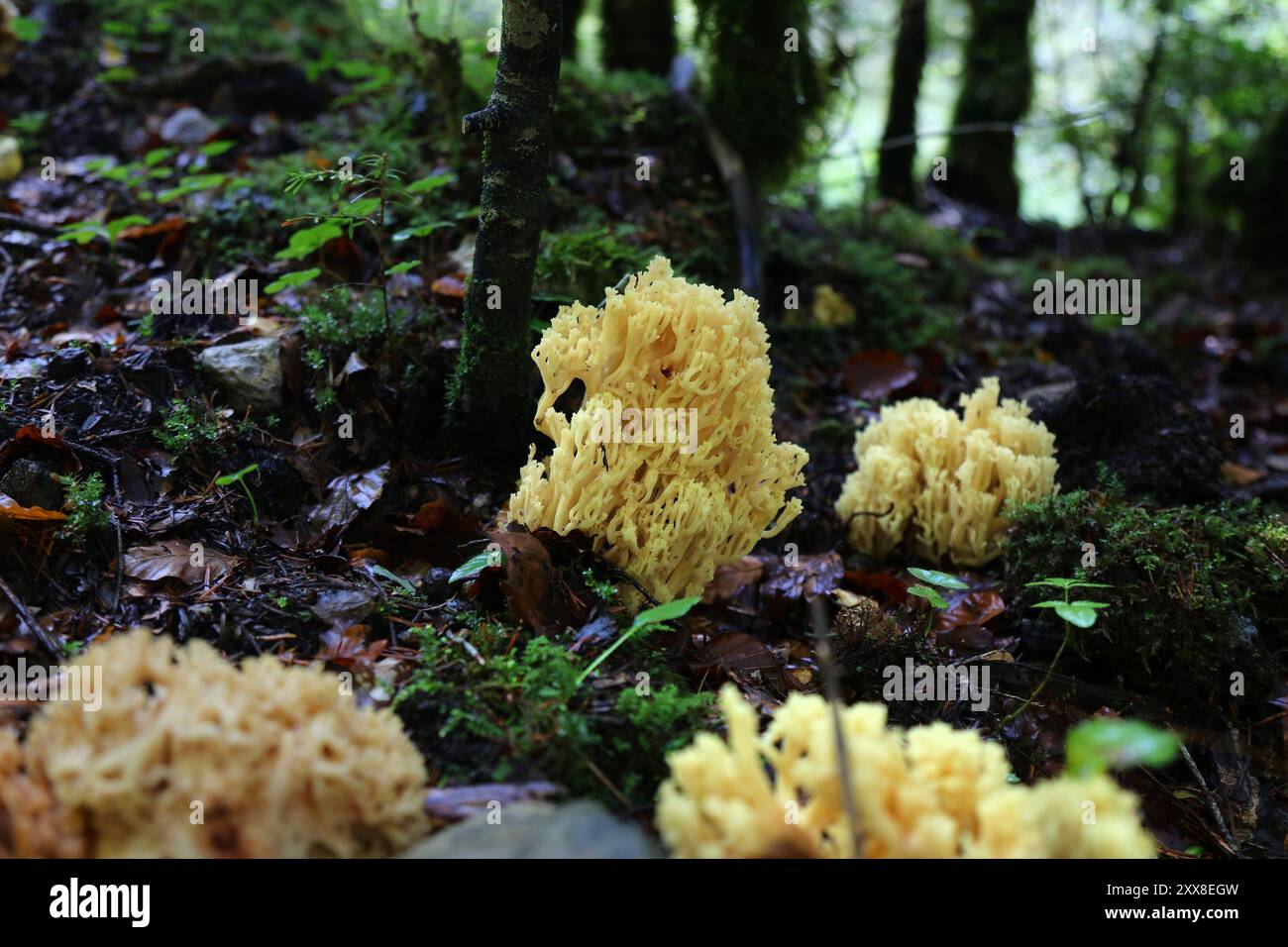 Fungo di corallo (Ramaria aurea). Stagione dei funghi in Spagna. Autunno nel Parco Nazionale Ordesa y Monte Perdido nei Pirenei. Foto Stock