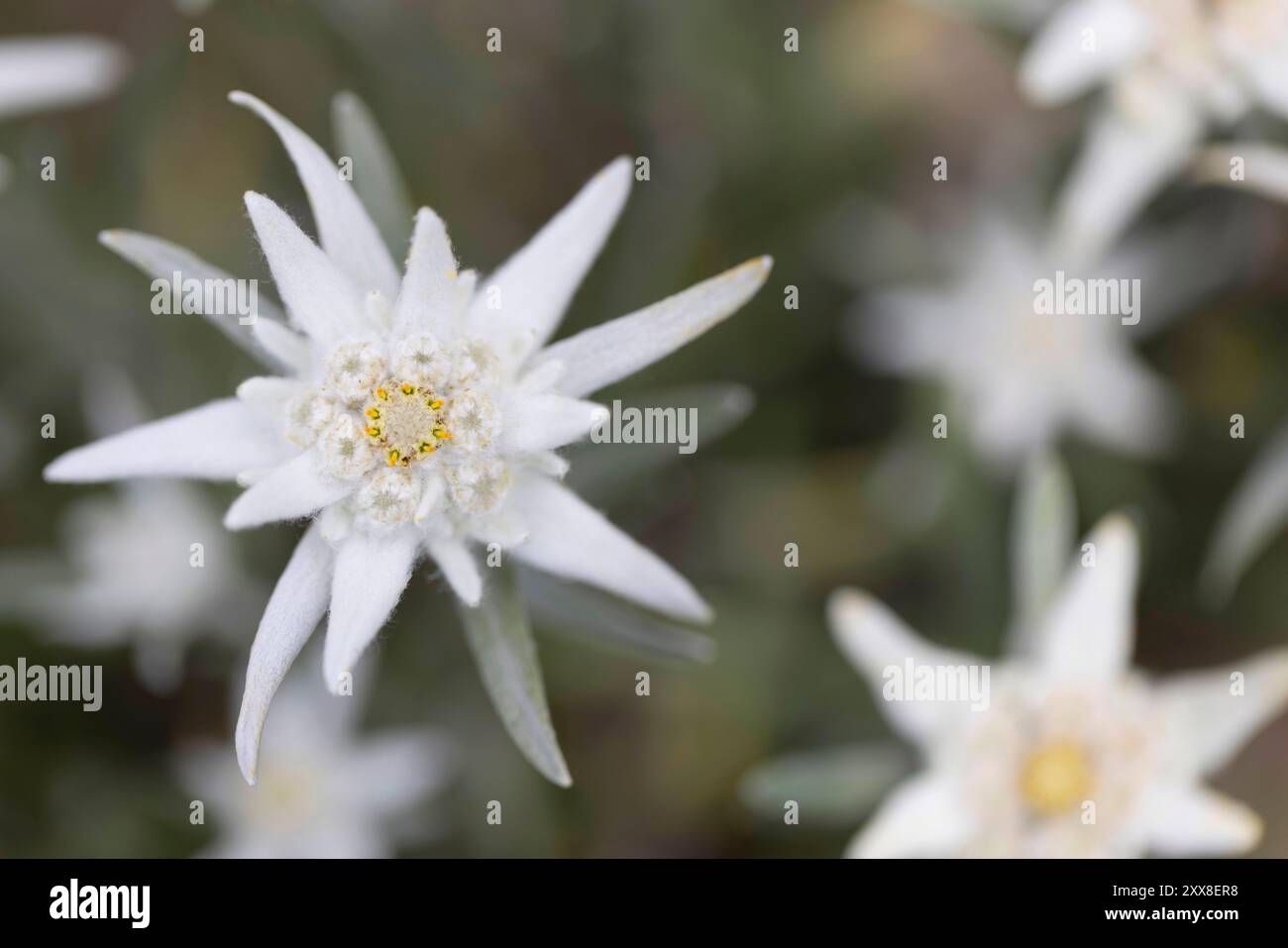 Svizzera, Vallese, Orsières, primo piano di fiori della stella alpina Foto Stock