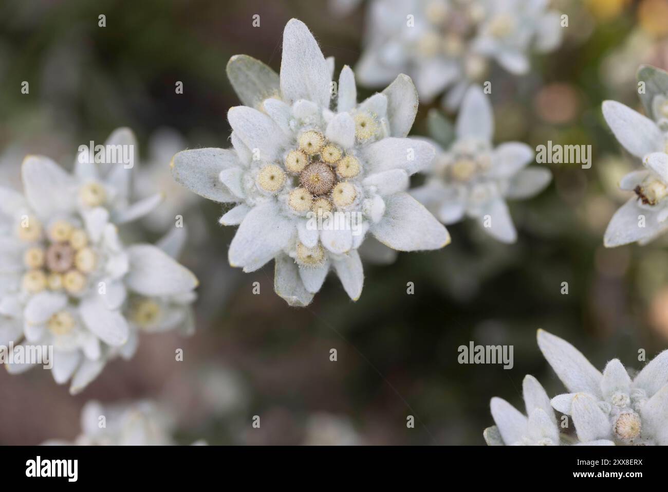 Svizzera, Vallese, Orsières, Edelweiss fiori coltivati per le loro proprietà cosmetiche Foto Stock