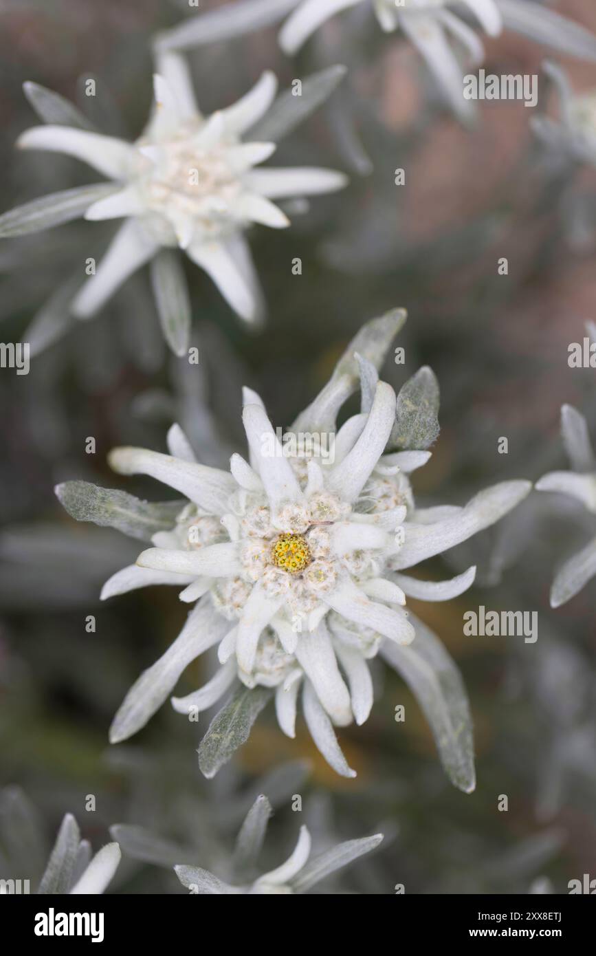 Svizzera, Vallese, Orsières, primo piano di fiori della stella alpina Foto Stock