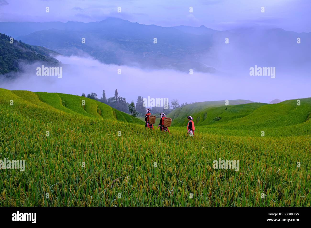 Vietnam, ha Giang, Hoang su Phi, campi di riso terrazzati, donne del gruppo etnico Dao RED Foto Stock