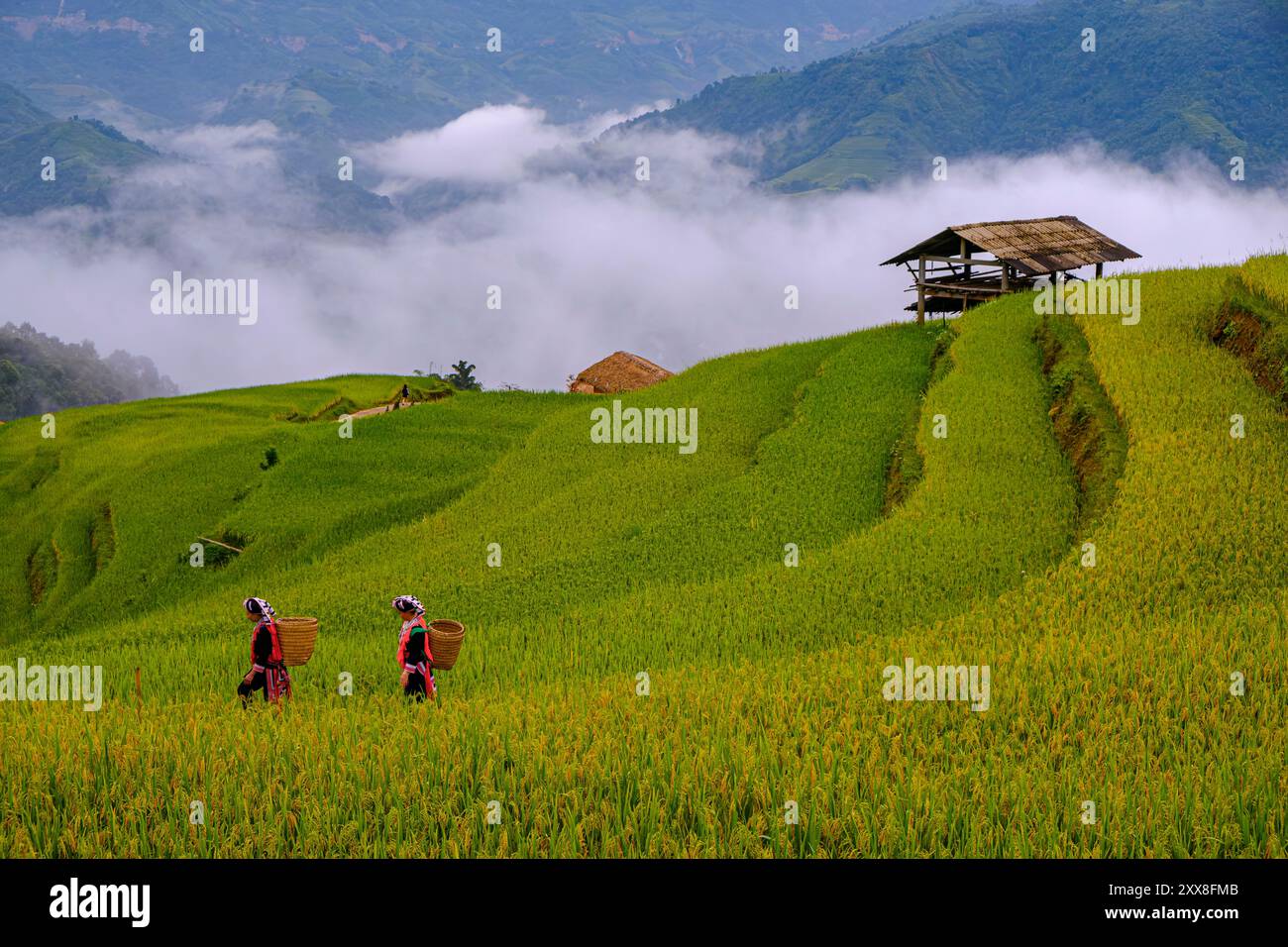 Vietnam, ha Giang, Hoang su Phi, risaie, Dzao rosso gruppo etnico donne Foto Stock