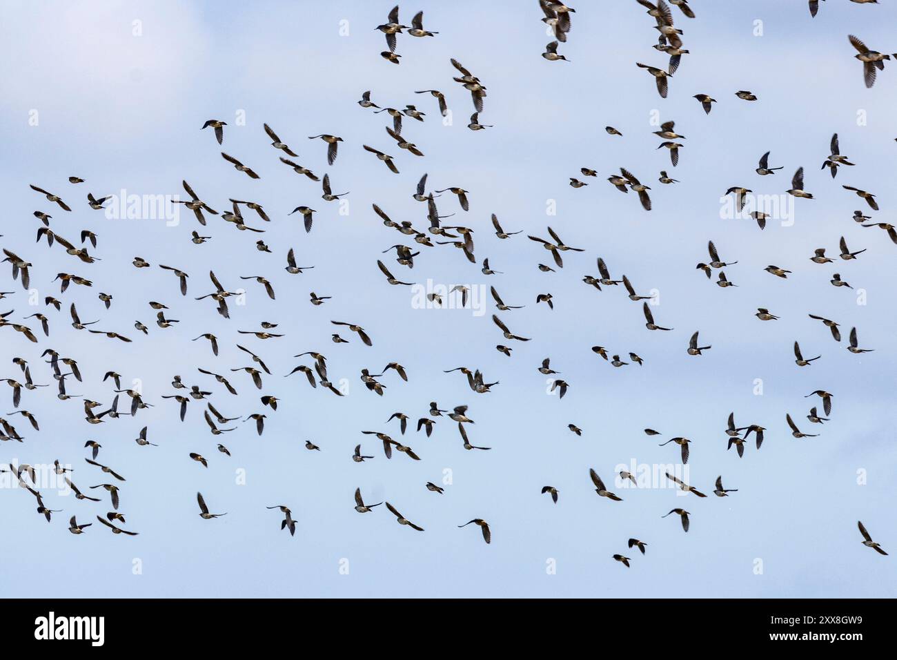 Kenya, parco nazionale dello Tsavo East, starling (Creatophora cinerea), moltitudine in volo Foto Stock