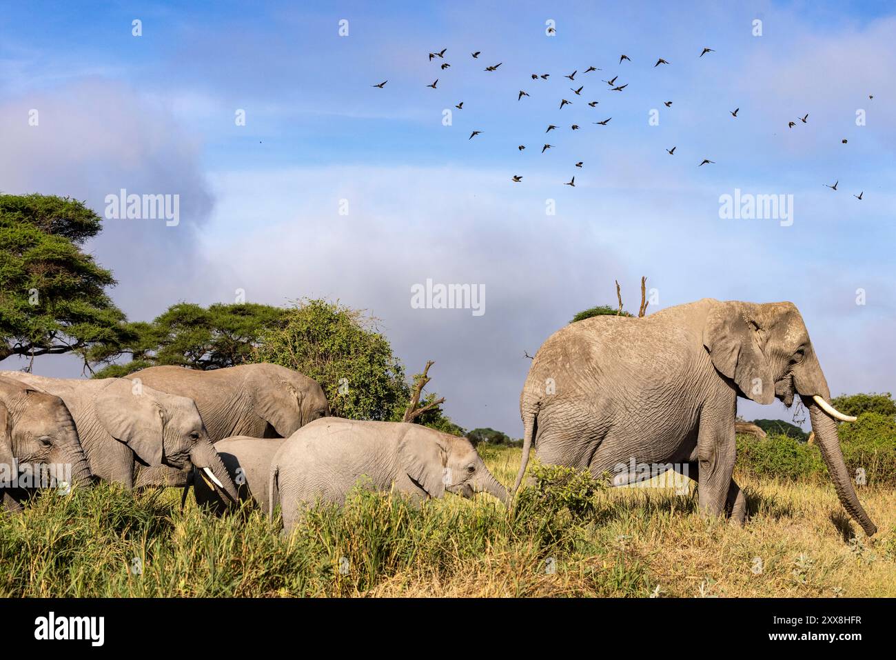 Kenya, parco nazionale di Amboseli, elefante africano (Loxodonta africana), famiglia in movimento e wattled starling (Creatophora cinerea) in volo Foto Stock