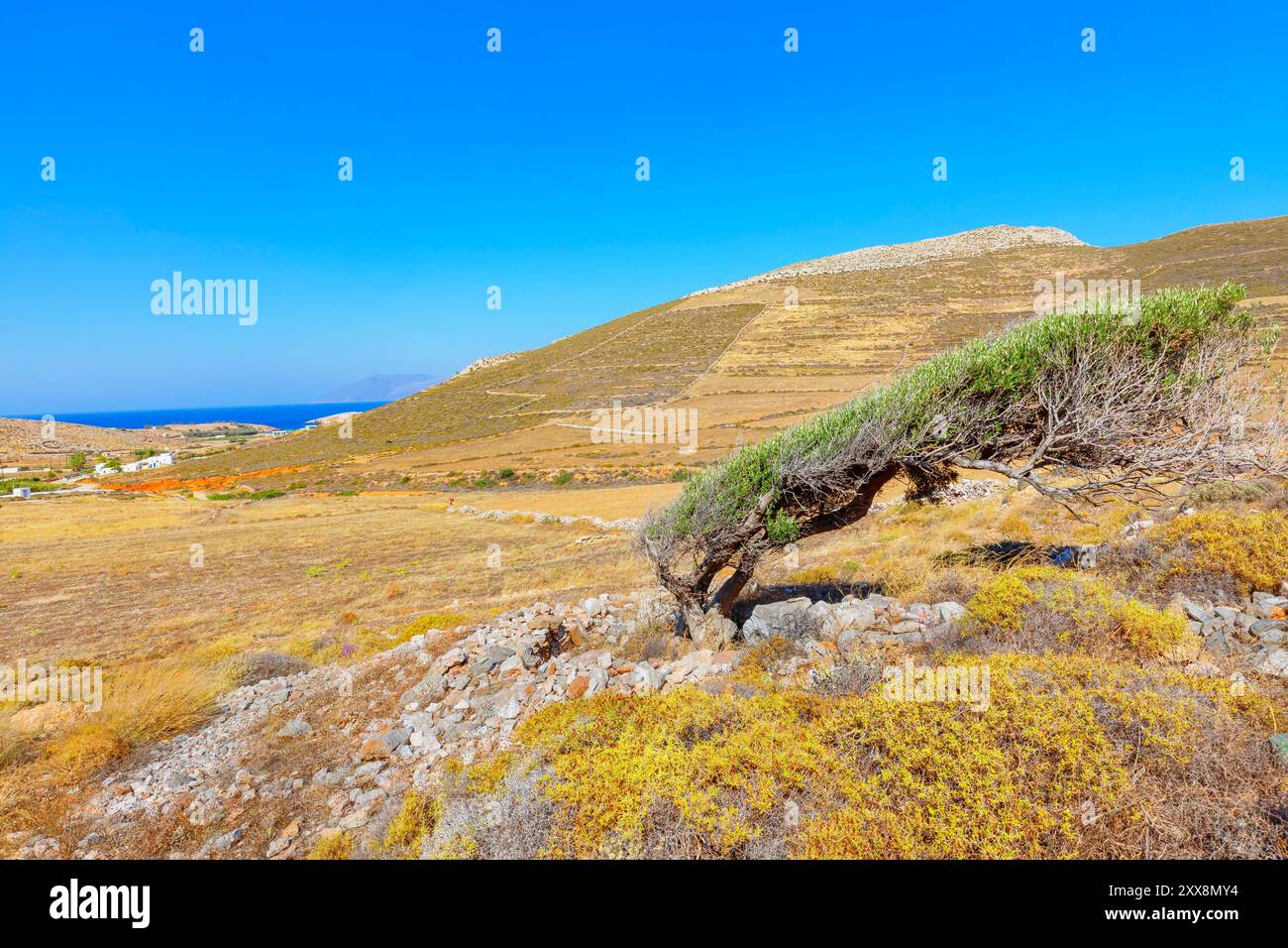 Grecia, Isole Cicladi, Isola di Folegandros, albero solitario modellato da forti venti dell'isola di Folegrandos Foto Stock