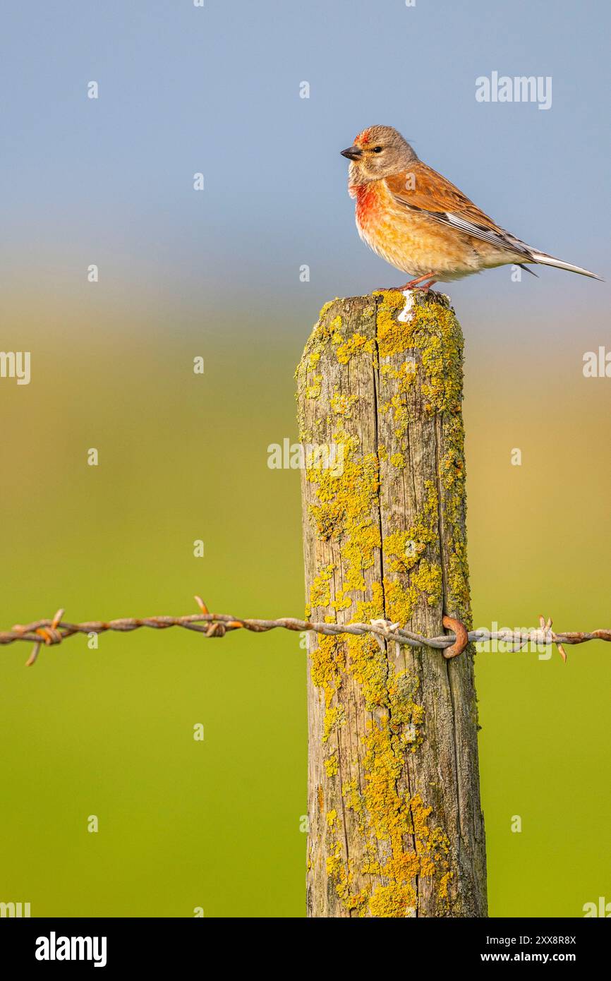 Francia, somme, Baie de somme, Cayeux-sur-mer, Ault, Linnet melodioso (Linaria cannabina - Linnet comune) Foto Stock