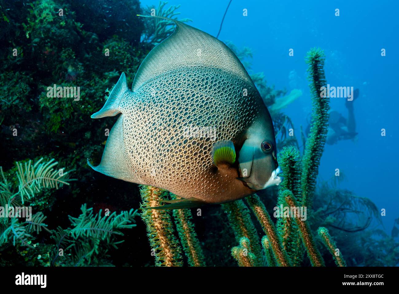 Honduras, Utila, pesce angelico grigio (Pomacanthus arcuatus) Foto Stock