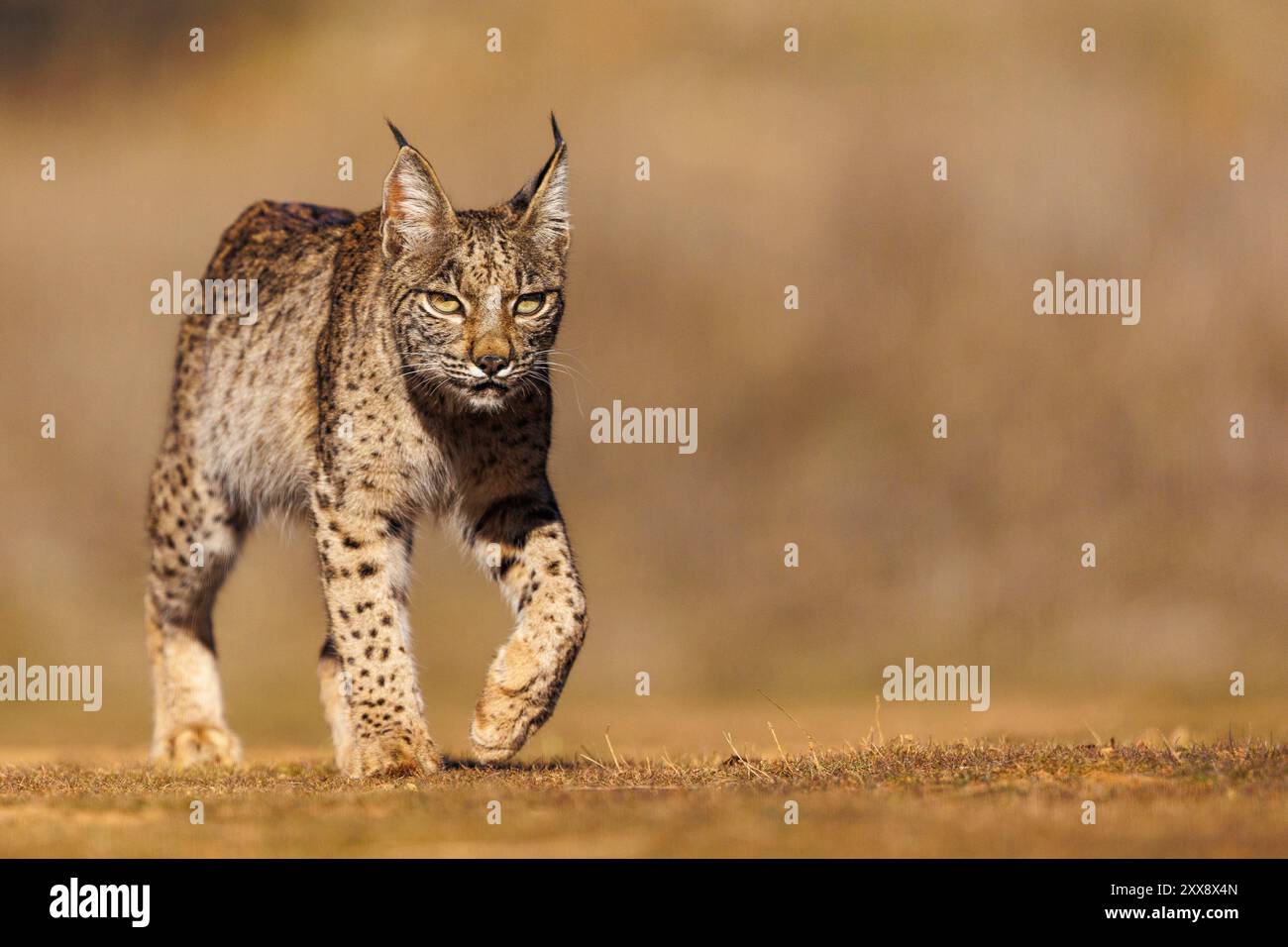 Spagna, Castilla, Finca de Penalayo, Proprietà privata a sostegno della protezione della lince, Lynx iberica (Lynx pardinus) Foto Stock