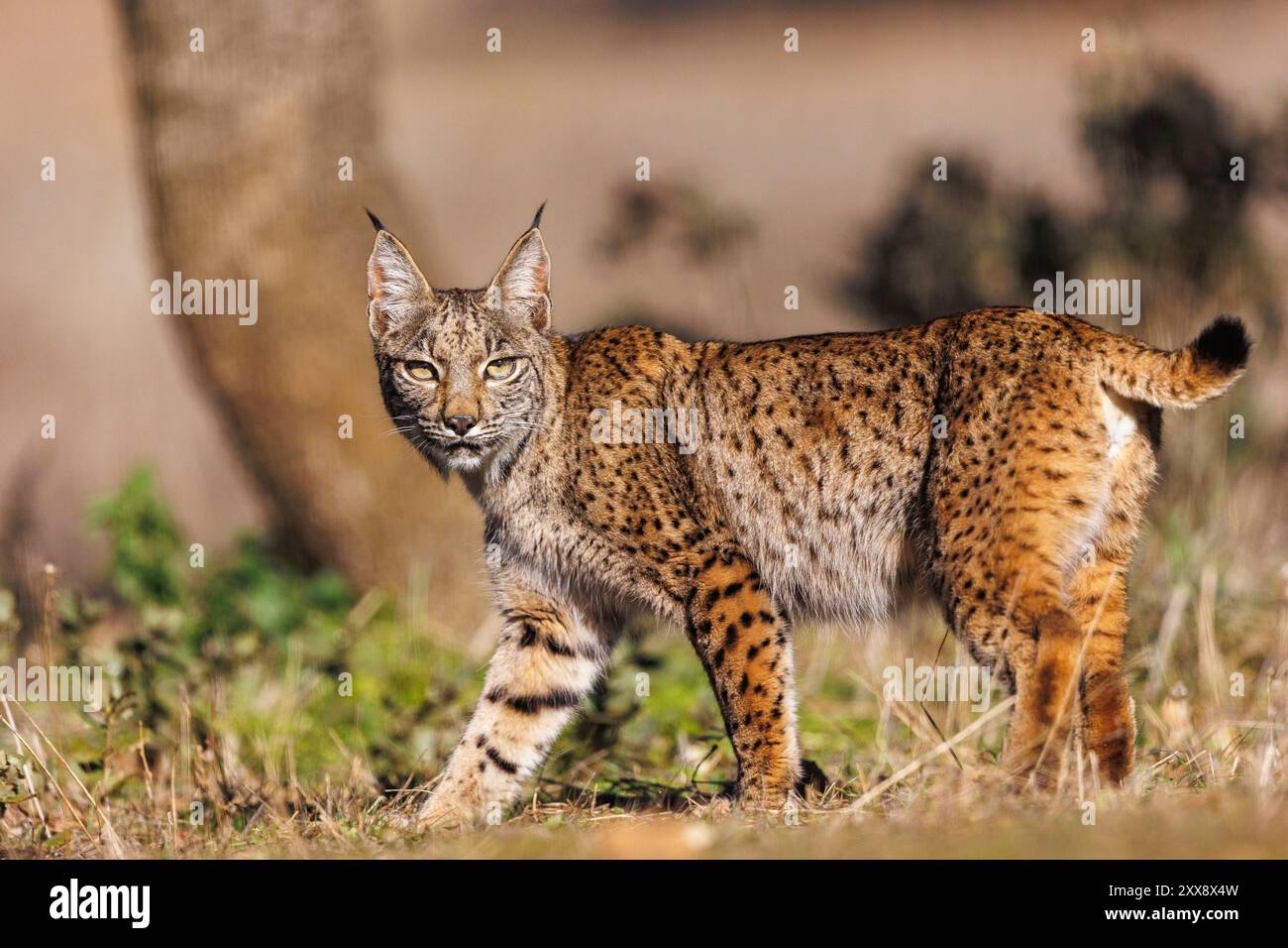 Spagna, Castilla, Finca de Penalayo, Proprietà privata a sostegno della protezione della lince, Lynx iberica (Lynx pardinus) Foto Stock