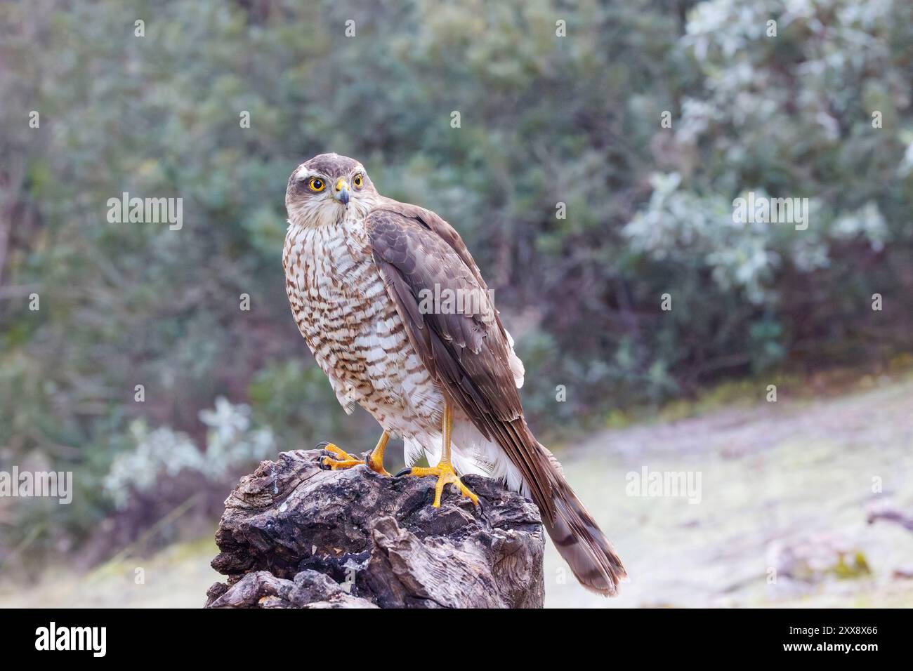 Spagna, Castilla, Penalajo, Sparrowwk europeo (Accipiter nisus), arroccato su un albero Foto Stock