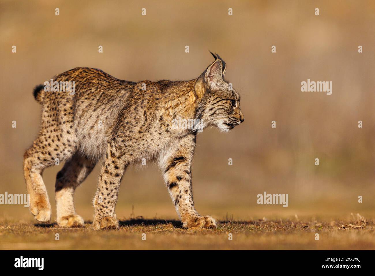 Spagna, Castilla, Finca de Penalayo, Proprietà privata a sostegno della protezione della lince, Lynx iberica (Lynx pardinus) Foto Stock