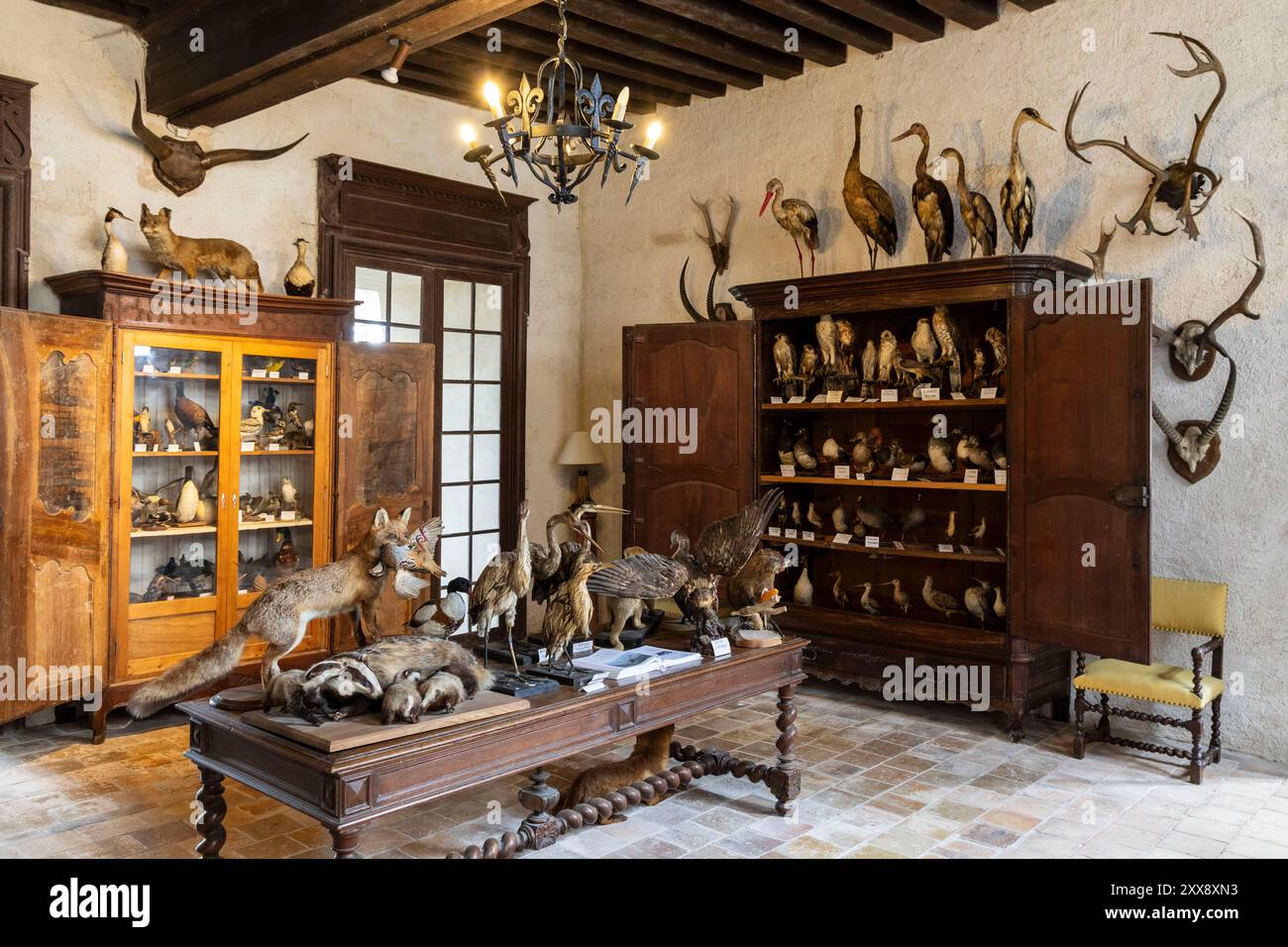 Francia, Indre, Rosnay, parco naturale regionale Brenne, castello Bouchet, sala dei trofei Foto Stock