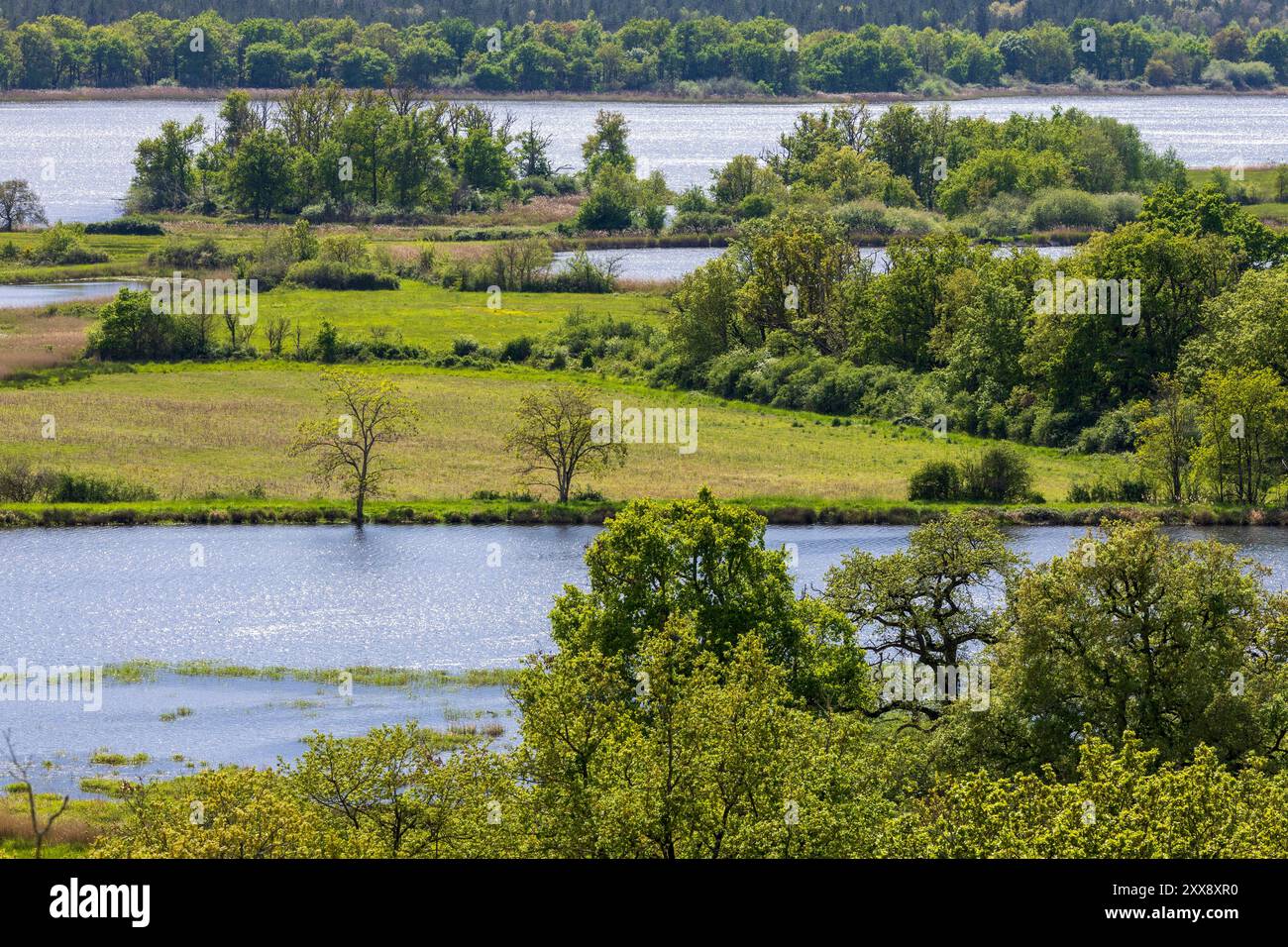 Francia, Indre, Rosnay, parco naturale regionale di Brenne, laghetto del Mar Rosso Foto Stock