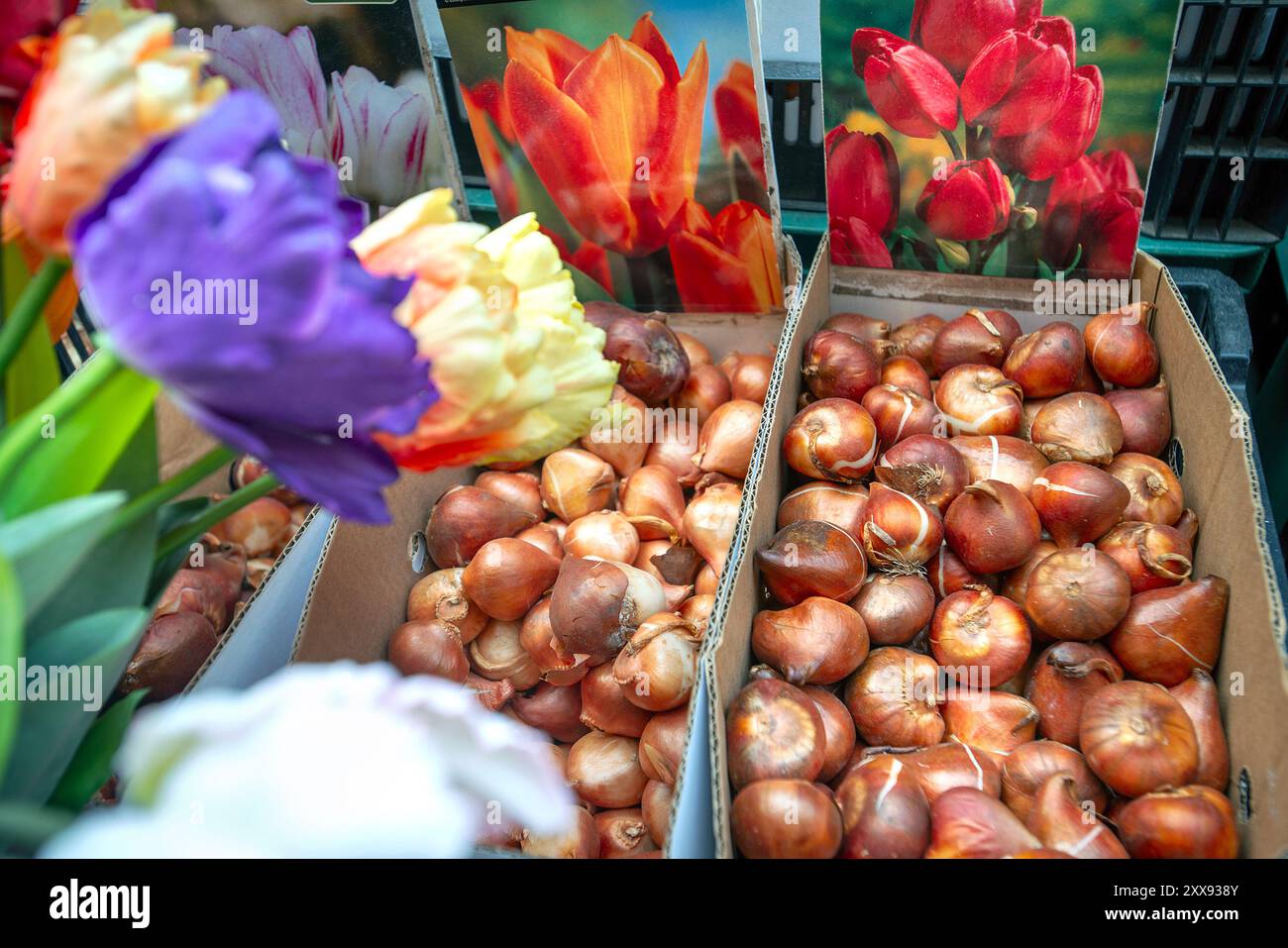 Bulbi di tulipani in vendita, Amsterdam, Olanda Foto Stock