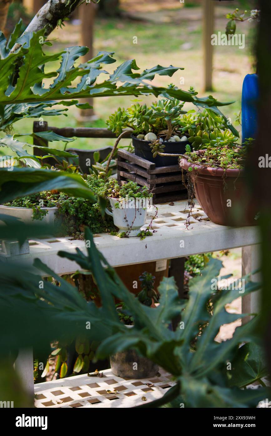 Una tazza da tè bianca riproposta come piantatrice contiene vibranti piante succulente in un giardino, che mostra la bellezza del giardinaggio in movimento. Foto Stock