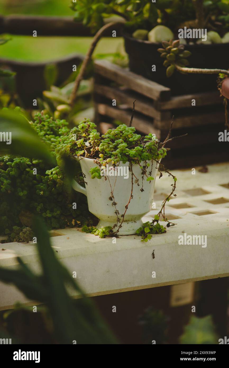 Una tazza da tè bianca riproposta come piantatrice contiene vibranti piante succulente in un giardino, che mostra la bellezza del giardinaggio in movimento. Foto Stock
