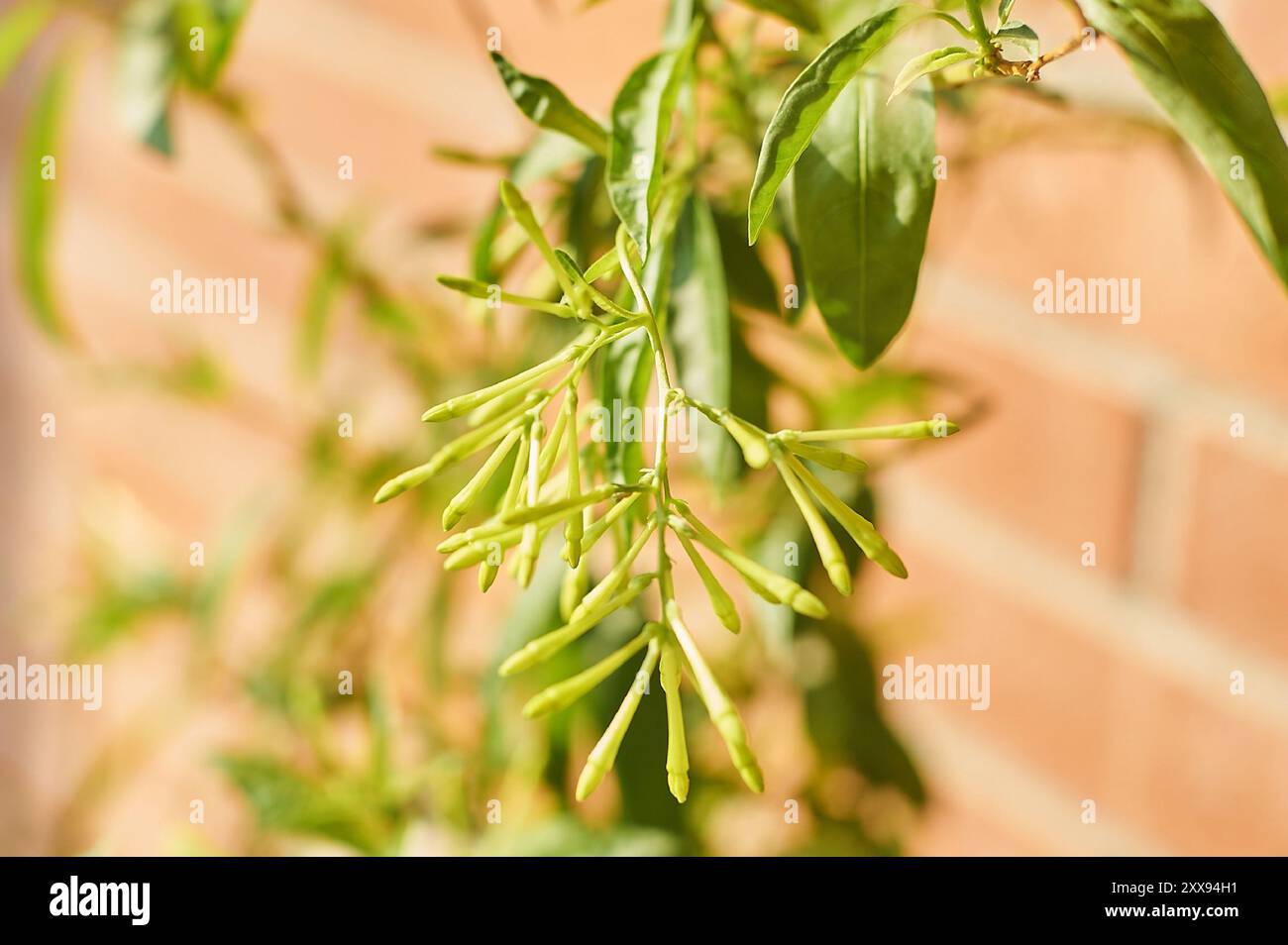 Vista ravvicinata delle piante verdi di nightshade gemme delle prime fasi che evidenziano il loro potenziale di fioritura su uno sfondo sfocato. Foto Stock