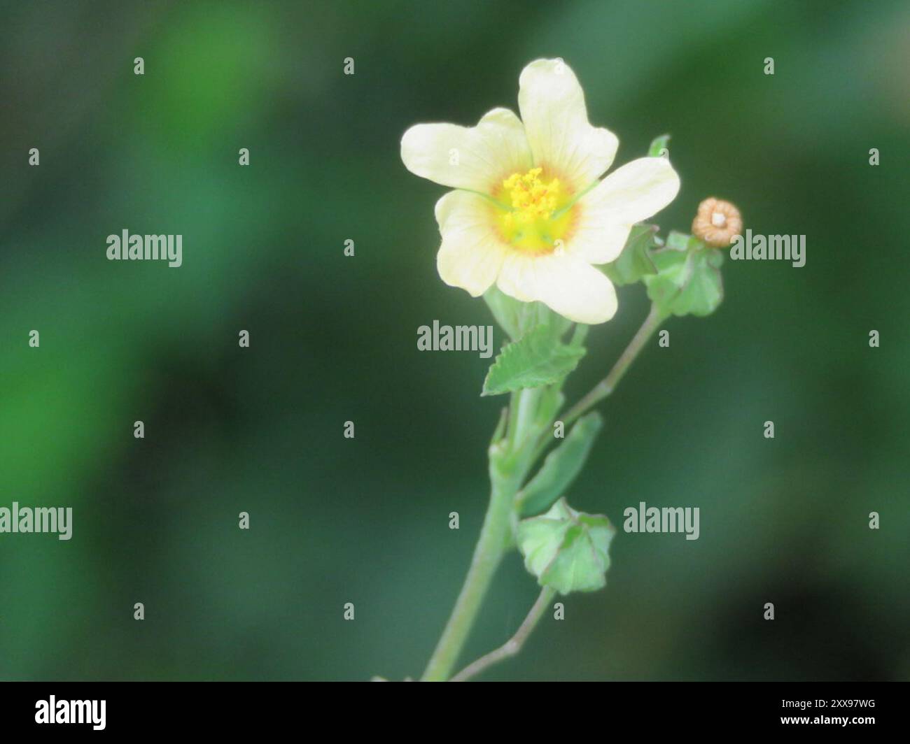 Iuta cubana (Sida rhombifolia) Plantae Foto Stock