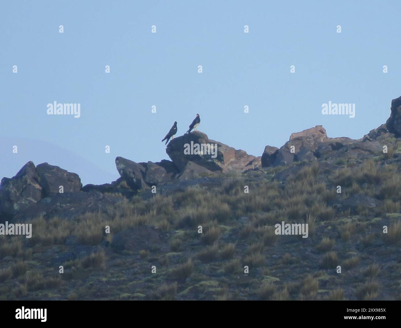 Monte Caracara (Daptrius megalopterus) Aves Foto Stock