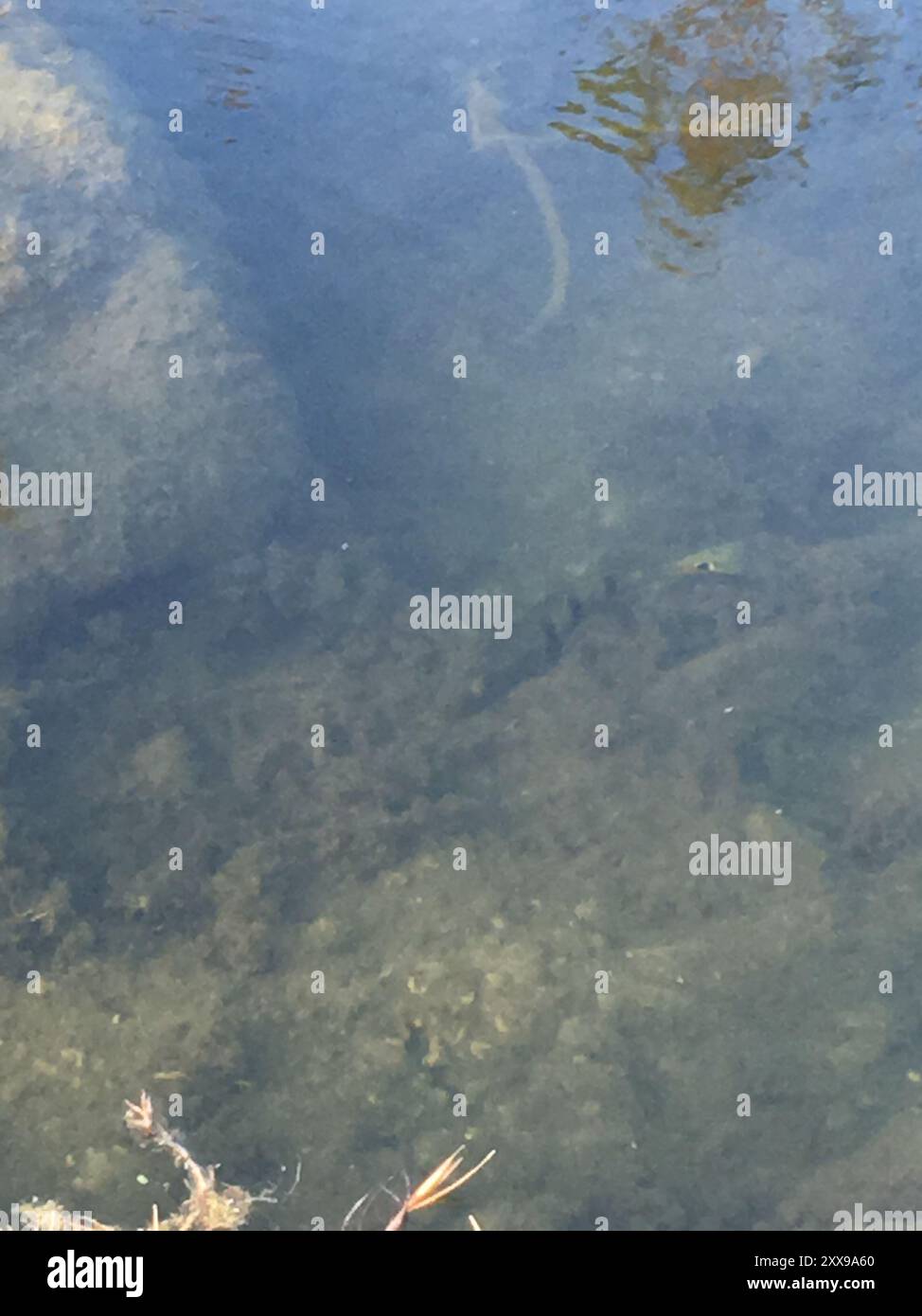 Butterfly Peacock Bass (Cichla ocellaris) Actinopterygii Foto Stock