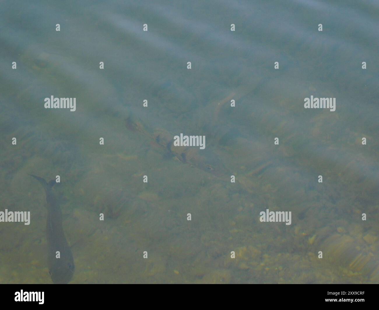 Butterfly Peacock Bass (Cichla ocellaris) Actinopterygii Foto Stock