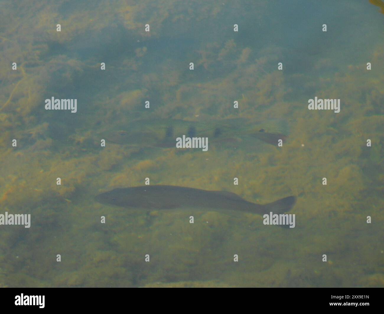 Butterfly Peacock Bass (Cichla ocellaris) Actinopterygii Foto Stock