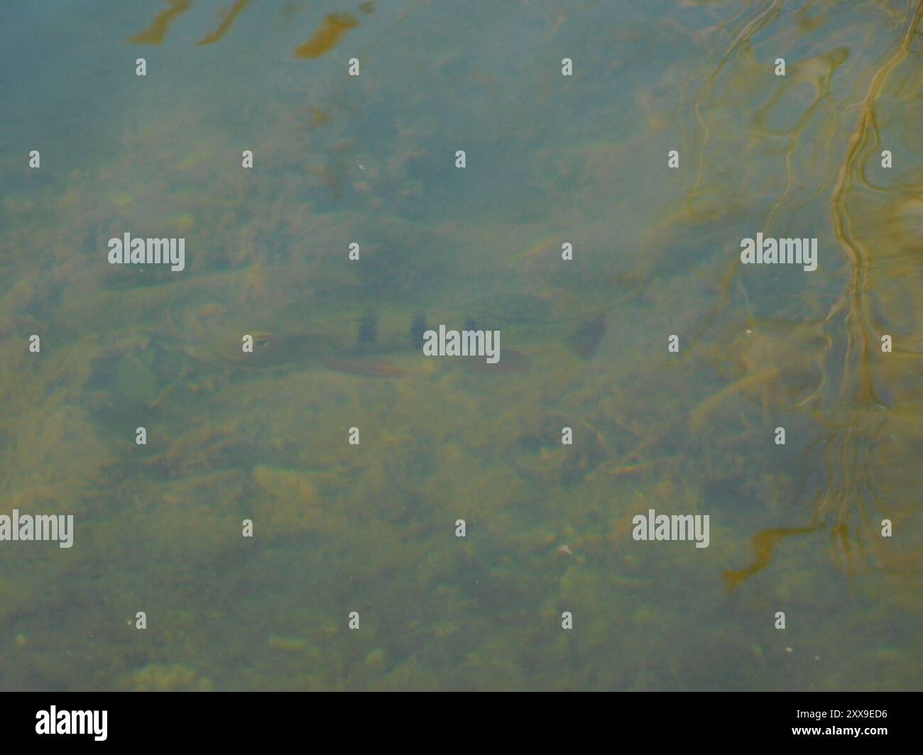 Butterfly Peacock Bass (Cichla ocellaris) Actinopterygii Foto Stock