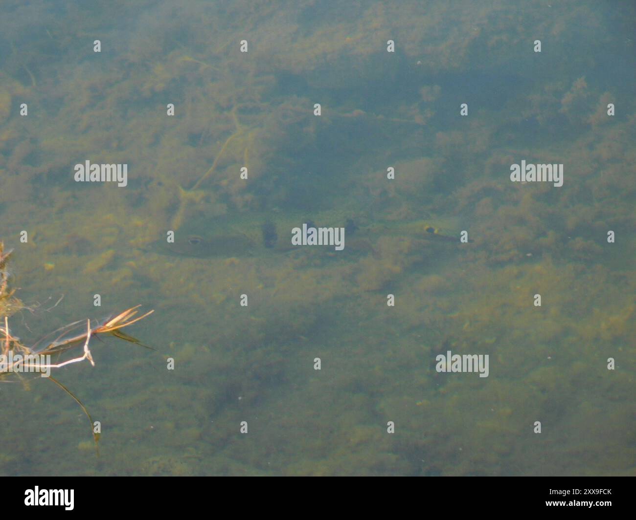 Butterfly Peacock Bass (Cichla ocellaris) Actinopterygii Foto Stock