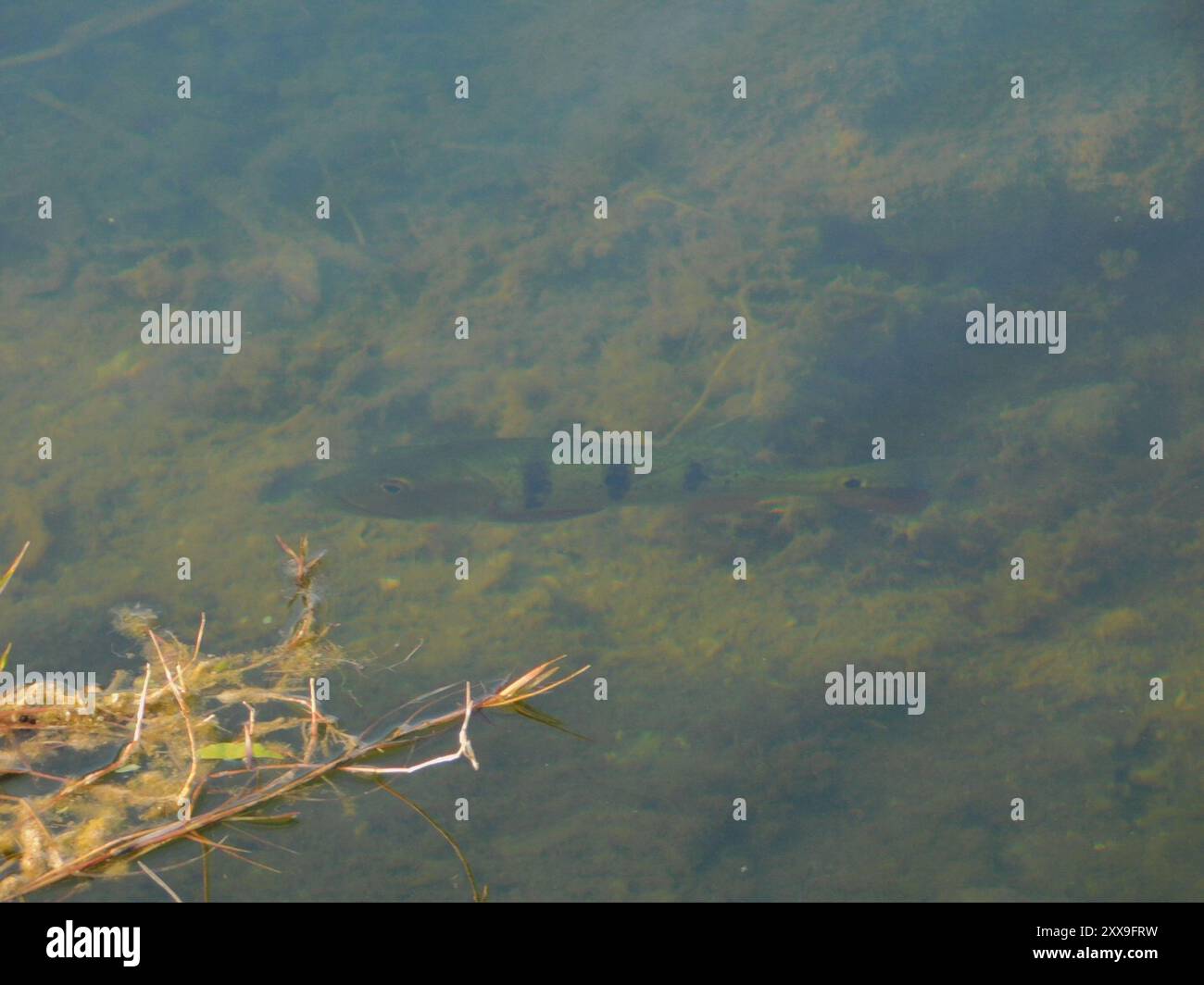 Butterfly Peacock Bass (Cichla ocellaris) Actinopterygii Foto Stock